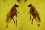 Fossil Fly (Diptera) In Baltic Amber #163536-2